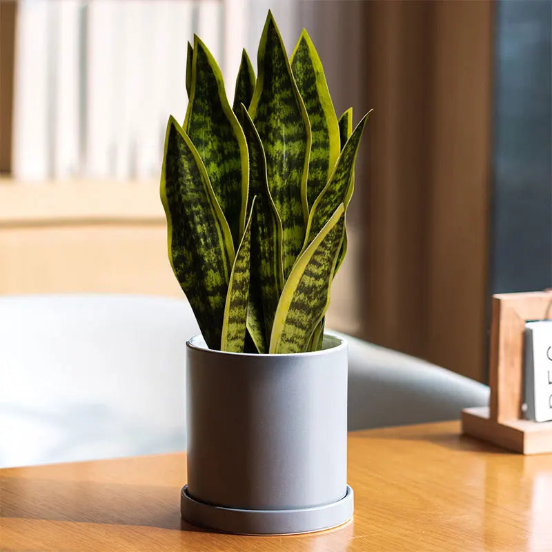 plantes artificielles sansevieria pour décoration extérieure moderne - vue 1 sur 6