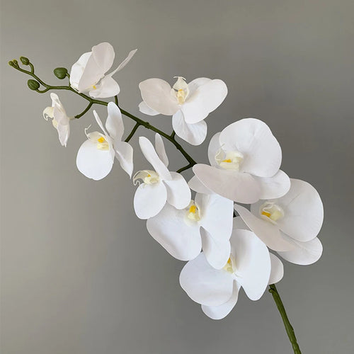 orchidée phalaenopsis préservée fleurs artificielles pour décoration mariage - vue 9 sur 17