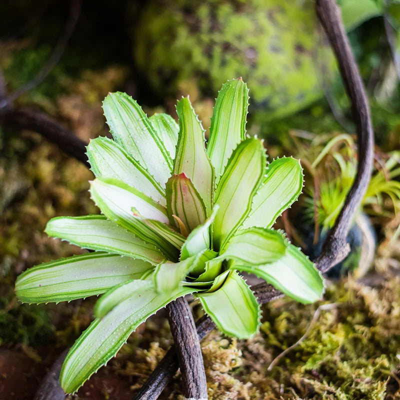 plantes succulentes artificielles toucher réel pour décoration intérieure - vue 4 sur 10