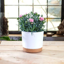 grand pot circulaire en plastique pour plantes d'intérieur avec drainage et plateau