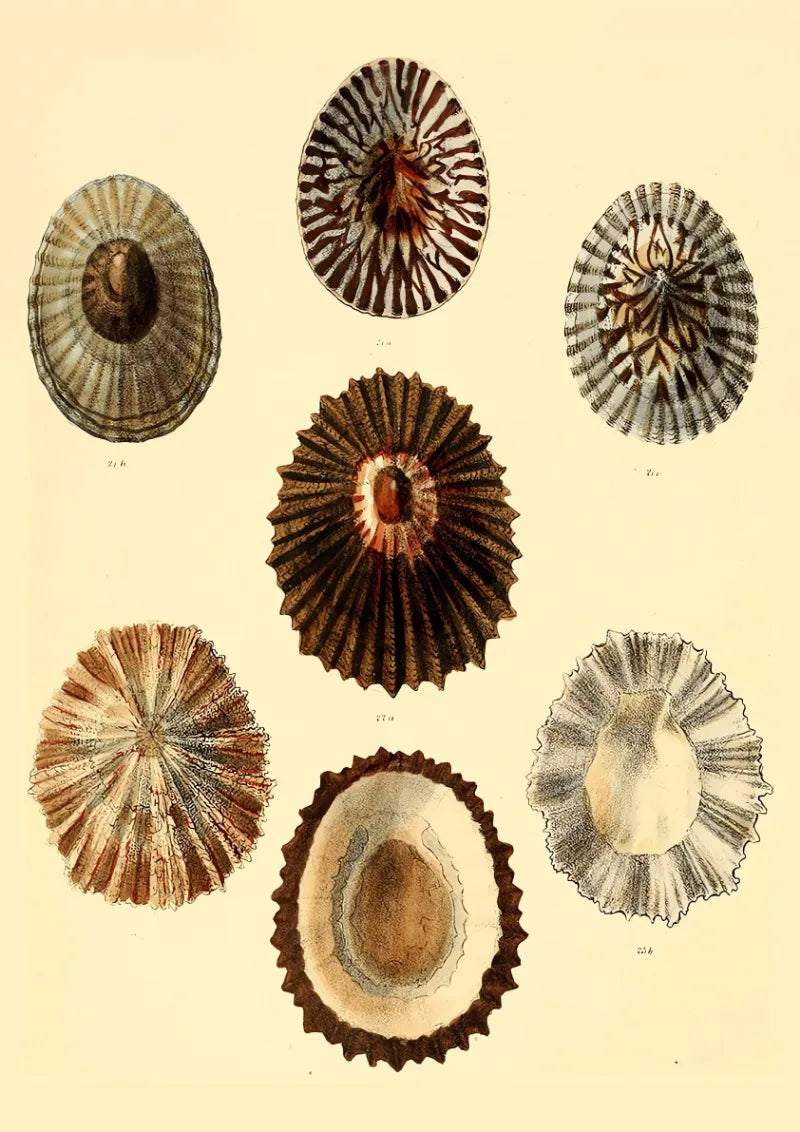 affiche vintage de coquillages pour décoration intérieure bord de mer