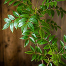 grande branche artificielle de ficus pour décoration intérieure et extérieure