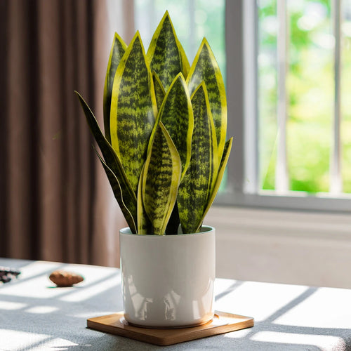 plantes artificielles succulentes en plastique pour décoration intérieure - vue 3 sur 12
