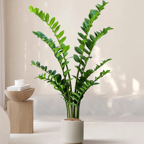 plantes artificielles ficus et zamioculcas pour décoration intérieure - vue 2 sur 14