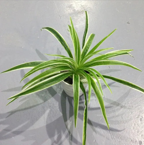 plantes artificielles chlorophytum décoratives pour intérieur sans pot - vue 10 sur 12