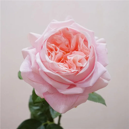 branche de rose artificielle pour un cadeau romantique et décoratif - vue 12 sur 12