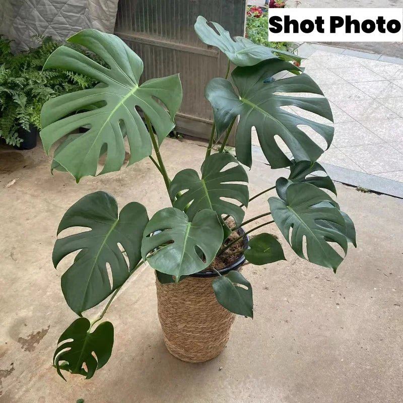 panier en osier naturel pour jardin rangement et décoration - vue 3 sur 9