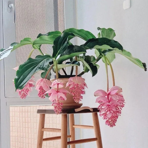 fleurs artificielles tropicales medinilla magnifica pour décoration intérieure - vue 2 sur 9