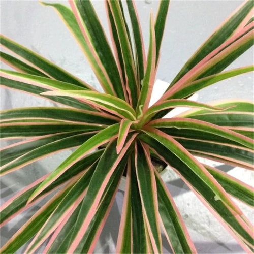 plantes artificielles chlorophytum décoratives pour intérieur sans pot - vue 5 sur 12
