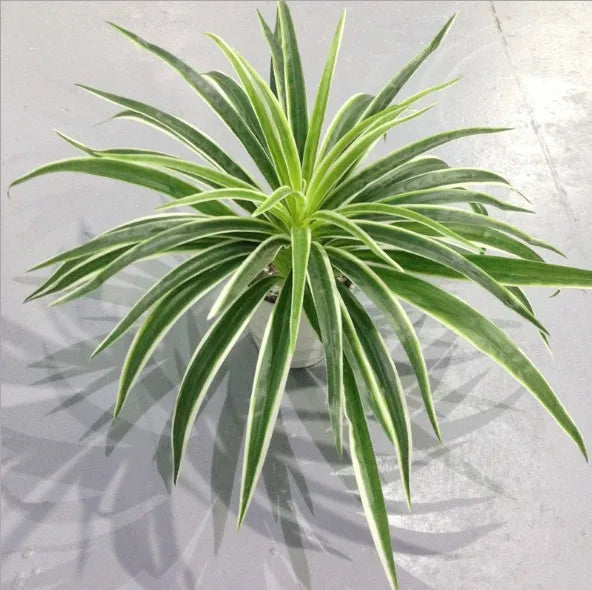 plantes artificielles chlorophytum décoratives pour intérieur sans pot - vue 10 sur 12