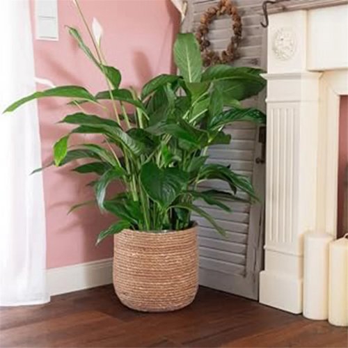 pot de fleurs tissé en jonc de mer style bohème décoratif - vue 7 sur 7