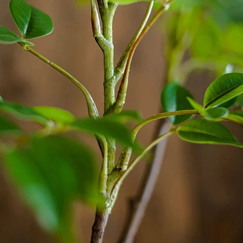 plantes artificielles pour décoration intérieure et extérieure - vue 4 sur 10
