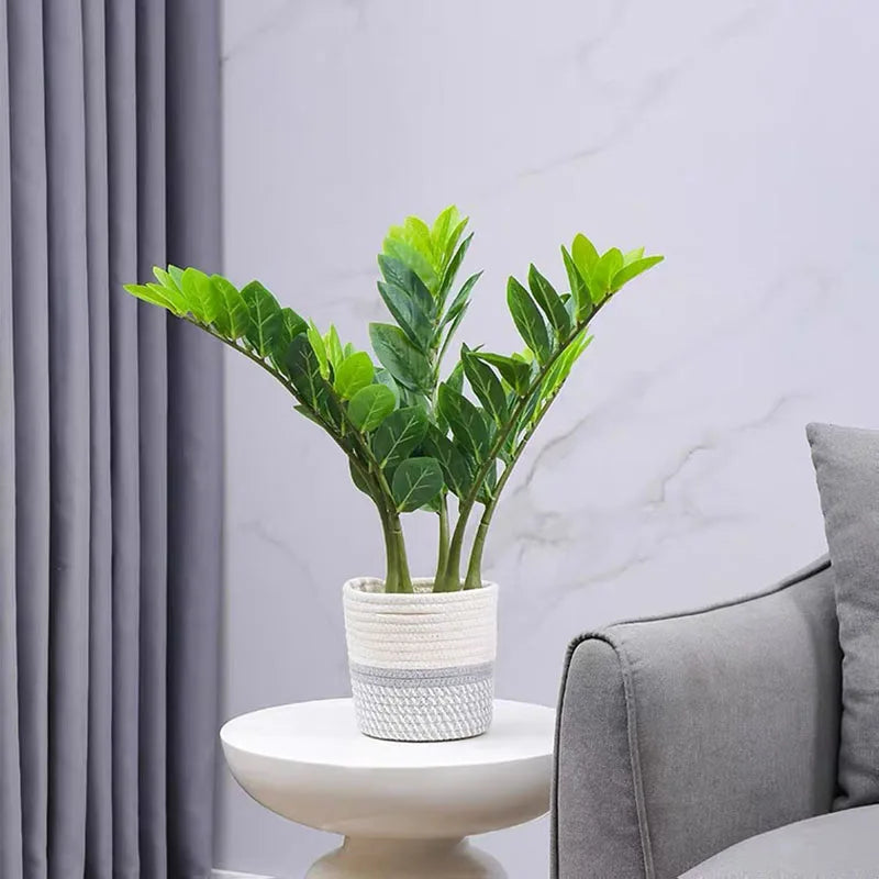 plantes artificielles ficus et zamioculcas pour décoration intérieure - vue 5 sur 14
