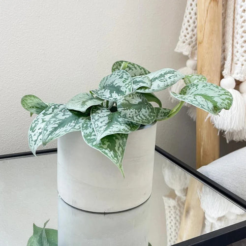 moules en silicone pour pots de fleurs et rangement - vue 2 sur 8