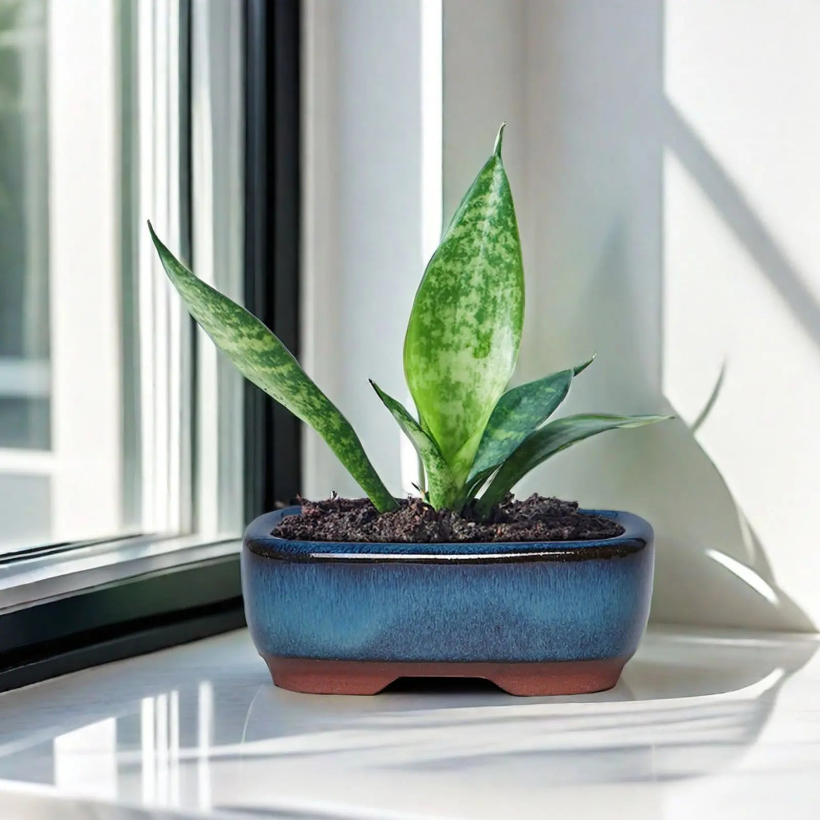 pot de fleurs en céramique pour succulentes élégantes et saines - vue 2 sur 7