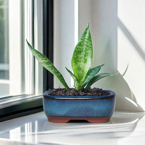 pot de fleurs en céramique pour succulentes élégantes et saines - vue 2 sur 7