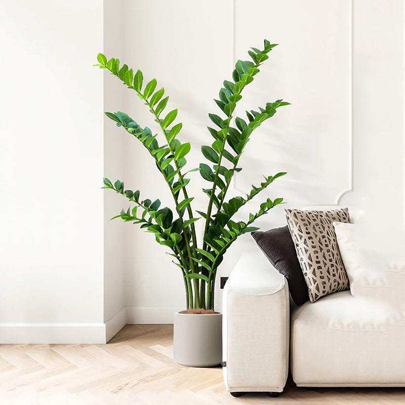 plantes artificielles ficus et zamioculcas pour décoration intérieure - vue 3 sur 14