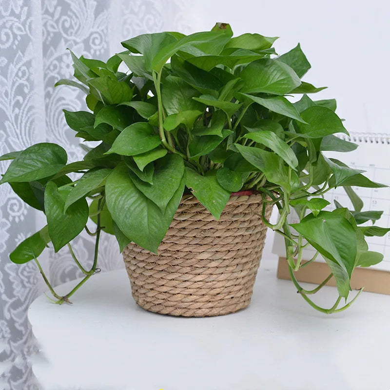 panier en paille pour plantes d'intérieur et d'extérieur - vue 4 sur 28