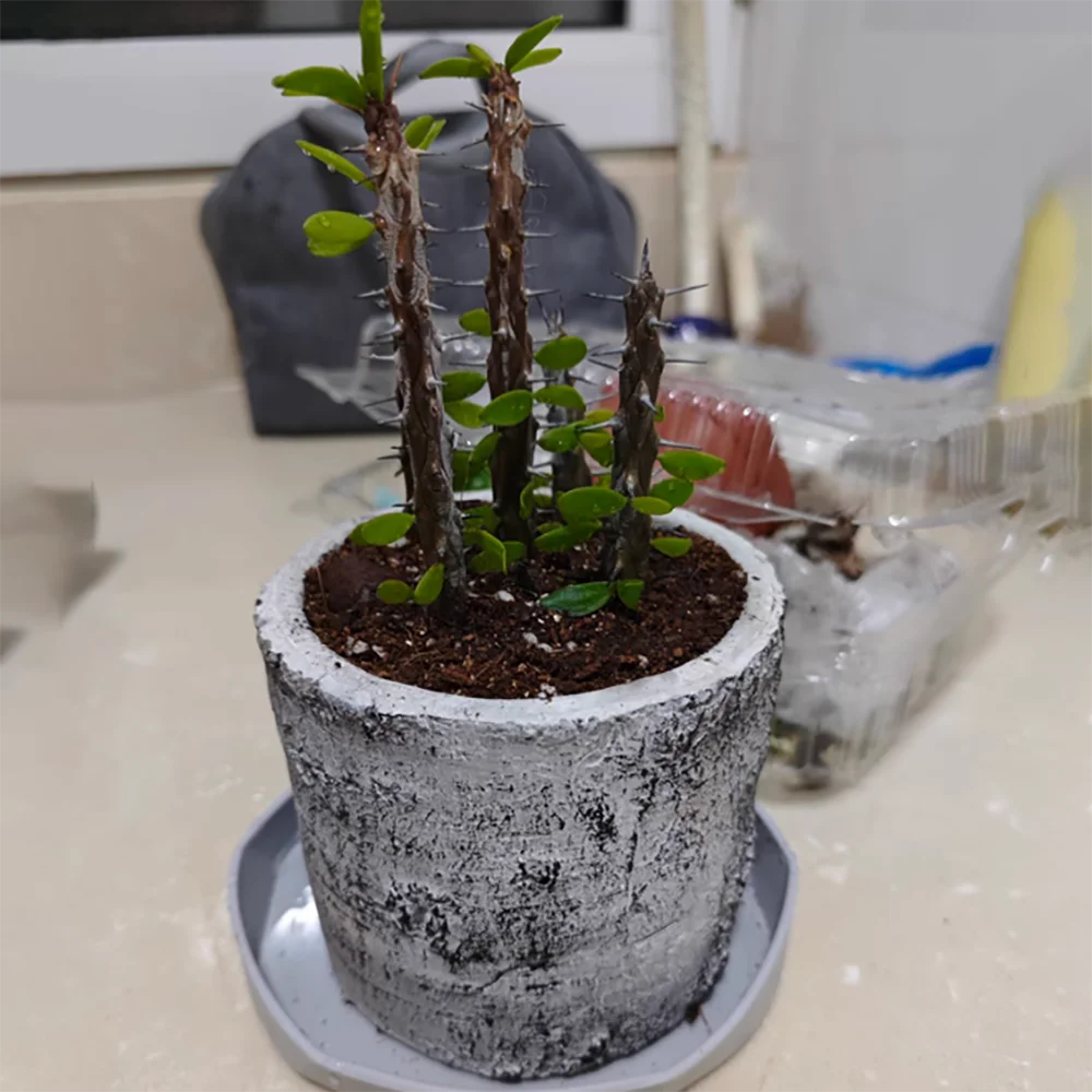 moule en silicone rétro pour pot de fleurs en ciment - vue 4 sur 9