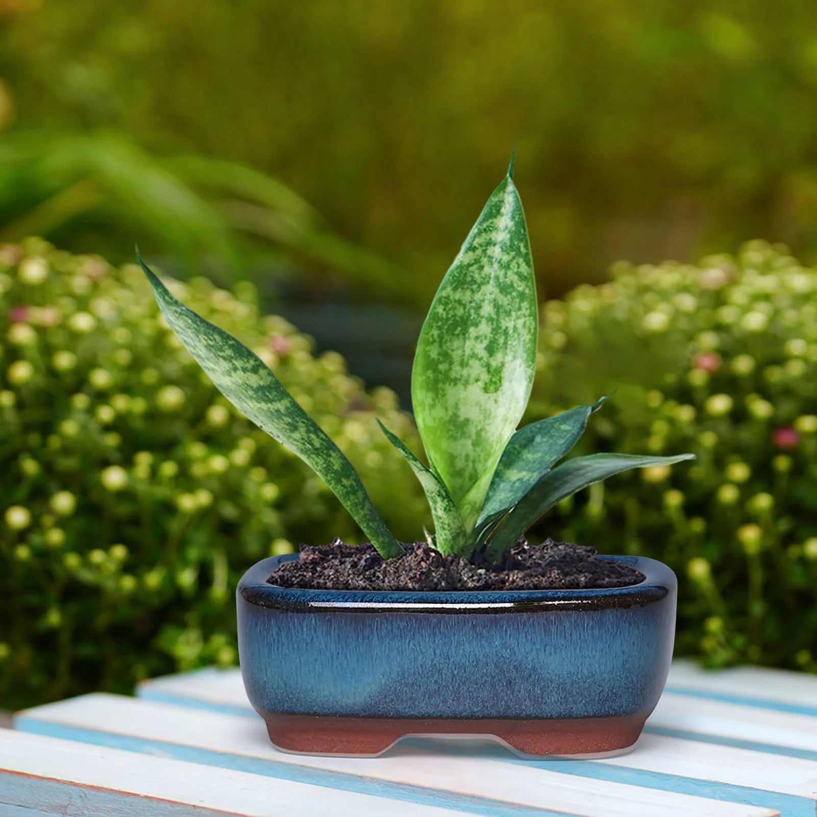 pot de fleurs en céramique pour succulentes élégantes et saines - vue 7 sur 7