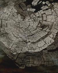 affiches abstraites sur les anneaux des arbres décoration murale nordique