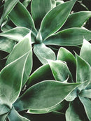 peinture diamant 5D plante verte broderie complète mosaïque décorative