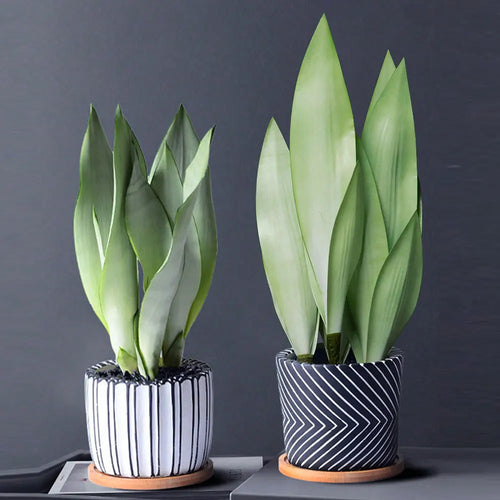 plantes artificielles succulentes en plastique pour décoration intérieure - vue 5 sur 12