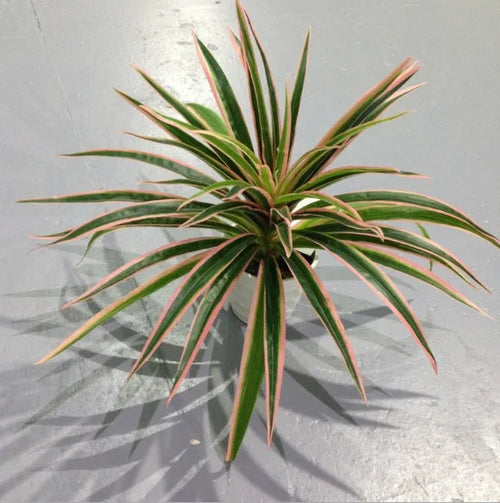 plantes artificielles chlorophytum décoratives pour intérieur sans pot - vue 13 sur 12