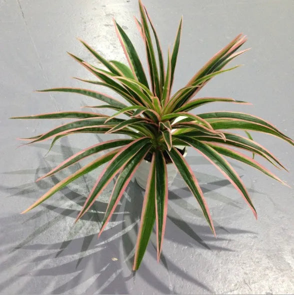 plantes artificielles chlorophytum décoratives pour intérieur sans pot - vue 12 sur 12