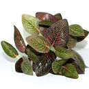 plantes artificielles pour décoration murale et jardin