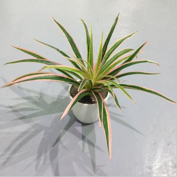 plantes artificielles chlorophytum décoratives pour intérieur sans pot - vue 8 sur 12