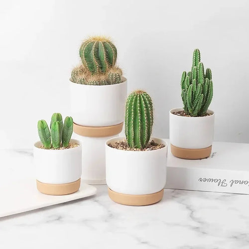 pot rond à double couche pour plantes succulentes - vue 2 sur 10