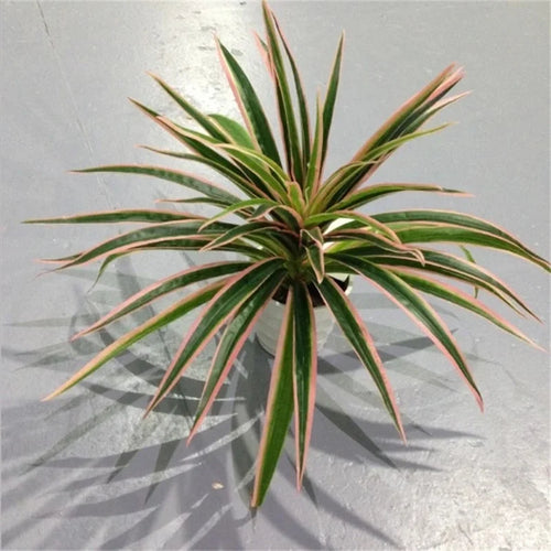 plantes artificielles chlorophytum décoratives pour intérieur sans pot - vue 3 sur 12
