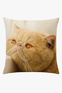 housse de coussin décorative motif chat mignon pour intérieur
