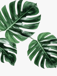 peinture diamant 5D à créer plante verte mosaïque décorative complète