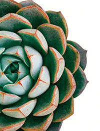 peinture diamant 5d plantes vertes broderie mosaïque décorative artisanale