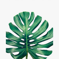 peinture à l'huile par numéro feuilles vertes kit de bricolage décoratif