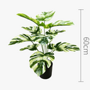 plante-artificielle-feuilles-de-tortue-pour-d-coration-int-rieure-9.png