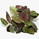 plantes-artificielles-pour-d-coration-murale-et-jardin-1.png