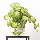 plantes-artificielles-suspendues-en-rotin-pour-d-coration-int-rieure-1.png